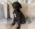 Small Photo #9 Great Dane Puppy For Sale in CLOVER, SC, USA