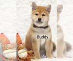 Puppy Buddy Shiba Inu