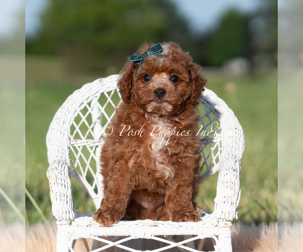 Medium Photo #6 Goldendoodle (Miniature) Puppy For Sale in WARSAW, IN, USA