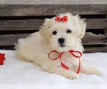 Small Photo #1 Cavapoo Puppy For Sale in COSHOCTON, OH, USA