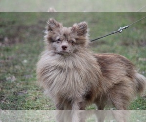 Mother of the Pomeranian puppies born on 11/26/2021