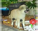 Small Anatolian Shepherd Mix