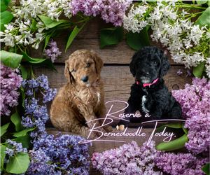 Bernedoodle Litter for sale in GREENVILLE, SC, USA