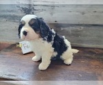 Small Photo #13 Bernese Mountain Dog-Cavalier King Charles Spaniel Mix Puppy For Sale in CUBA CITY, WI, USA
