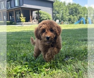 Goldendoodle (Miniature) Puppy for sale in FRANKLIN, IN, USA