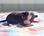 Hocus - Male Miniature Australian Shepherd Puppy for Sale - Photo #5
