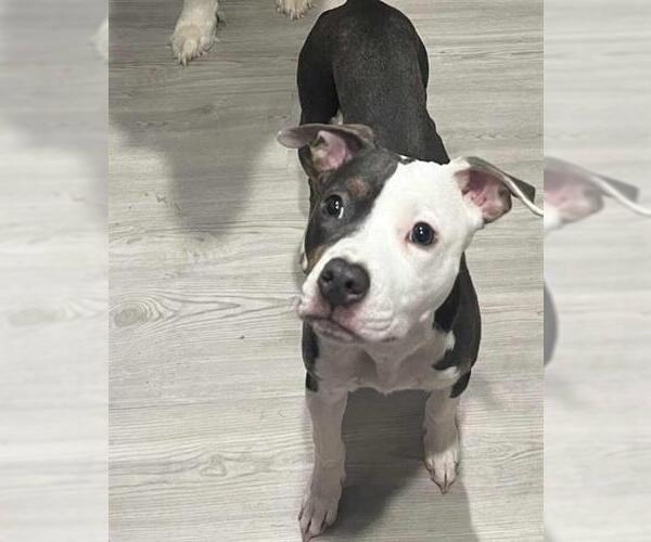 Medium Photo #1 American Staffordshire Terrier Puppy For Sale in San Antonio, TX, USA