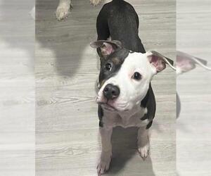 American Staffordshire Terrier Dogs for adoption in San Antonio, TX, USA