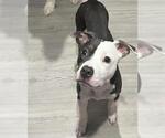 Small American Staffordshire Terrier
