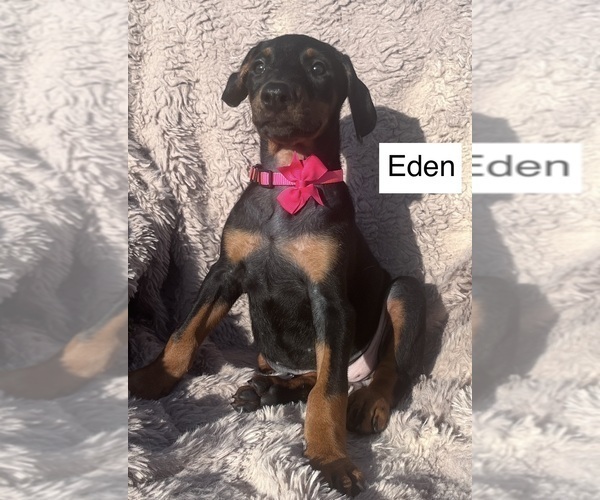 Medium Photo #1 Doberman Pinscher Puppy For Sale in POMEROY, OH, USA