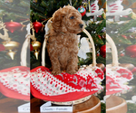 Small Photo #17 Goldendoodle Puppy For Sale in SAINT CLAIR SHORES, MI, USA