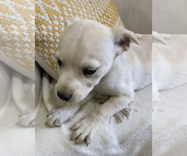 Medium Photo #1 Boxer-Retriever  Mix Puppy For Sale in Pottstown, PA, USA