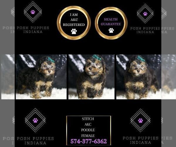 Medium Photo #3 Poodle (Toy) Puppy For Sale in WARSAW, IN, USA
