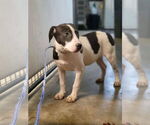 Small #10 Border Collie Mix