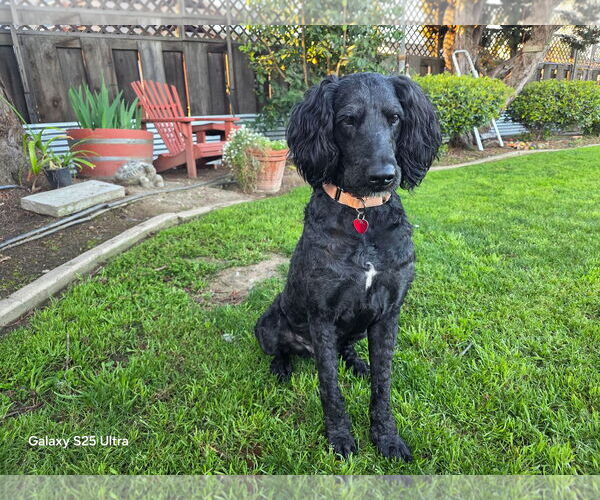 Medium Photo #2 Labradoodle Puppy For Sale in Clovis, CA, USA