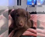 Small #3 Retriever  Mix