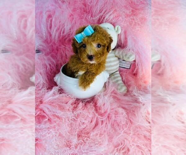 Medium Photo #14 Poodle (Toy) Puppy For Sale in BOSTON, MA, USA