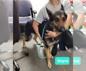 Wayne-Sponsored - Male German Shepherd Dog Dog for Adoption - Photo #7