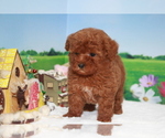 Small Photo #4 Poodle (Toy) Puppy For Sale in MANHATTAN, NY, USA