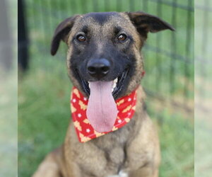 Mutt Dogs for adoption in San Antonio, TX, USA
