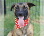 GINGER - Female Mutt Dog for Adoption - Small photo