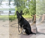 Small #6 German Shepherd Dog