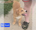 Small #6 Labrador Retriever Mix