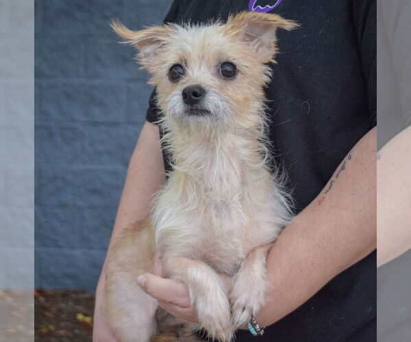 Medium Photo #2 Dachshund-Unknown Mix Puppy For Sale in Huntley, IL, USA