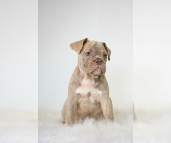 Medium Photo #2 French Bulldog Puppy For Sale in NEW CASTLE, PA, USA