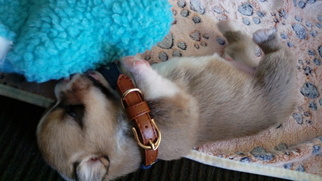Pembroke Welsh Corgi Puppy for sale in GARDEN GROVE, CA, USA