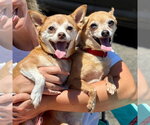 Small #19 Chihuahua Mix