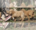 Small Photo #45 Poodle (Standard) Puppy For Sale in GARWOOD, TX, USA