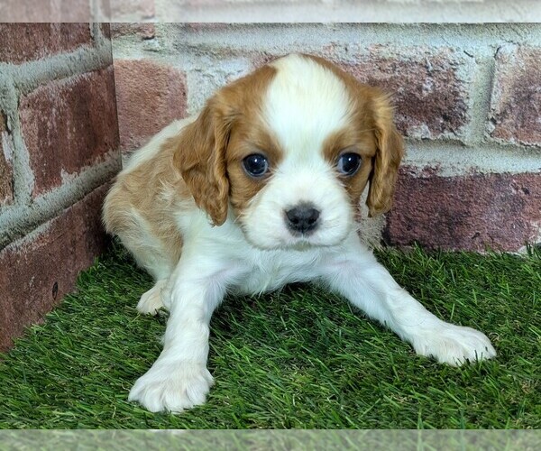 Medium Photo #14 Cavalier King Charles Spaniel Puppy For Sale in MOBERLY, MO, USA