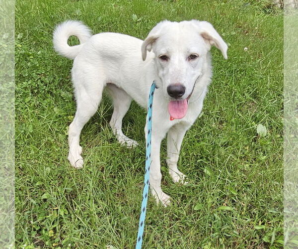 Medium Photo #11 Anatolian Pyrenees Puppy For Sale in Croydon, NH, USA