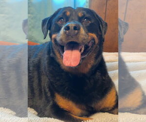 Rottweiler-Unknown Mix Dogs for adoption in Oakhurst, NJ, USA
