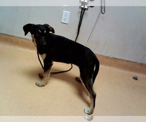 German Shepherd Dog-Unknown Mix Dogs for adoption in Martinez, CA, USA