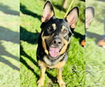 Small #1 German Shepherd Dog