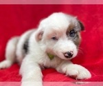 Small #10 Australian Shepherd