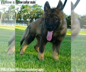 German Shepherd Dog-Siberian Husky Mix Puppy for sale in MULBERRY, FL, USA