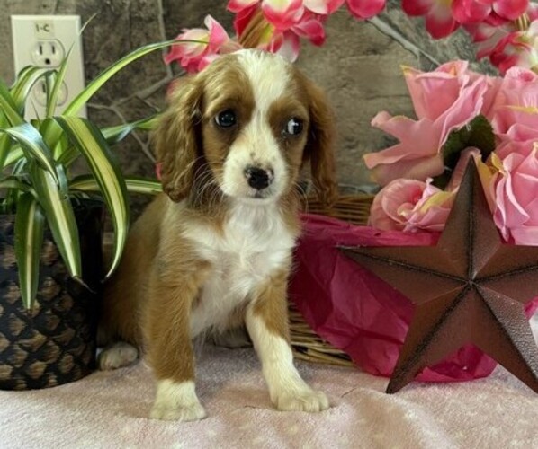 Medium Photo #2 Cavapoo Puppy For Sale in THORP, WI, USA