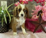 Small #1 Cavapoo