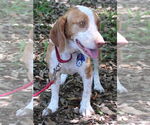 Small #5 Beagle