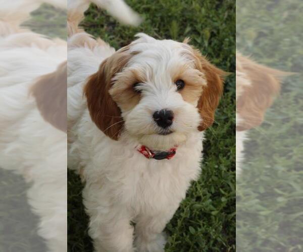 Medium Photo #1 Australian Labradoodle Puppy For Sale in MONA, UT, USA