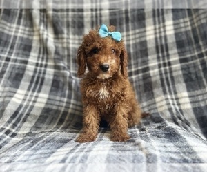 Cock-A-Poo Puppy for sale in LAKELAND, FL, USA