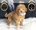 Small Photo #46 Poodle (Toy) Puppy For Sale in WARSAW, IN, USA