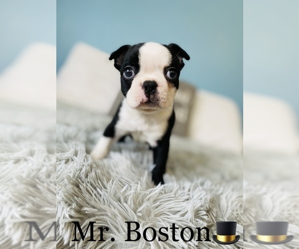 Medium Photo #1 Boston Terrier Puppy For Sale in COOKEVILLE, TN, USA