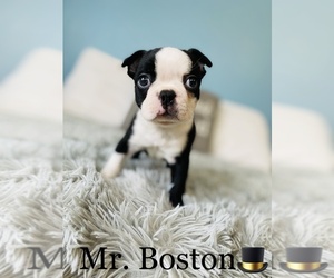 Medium Boston Terrier