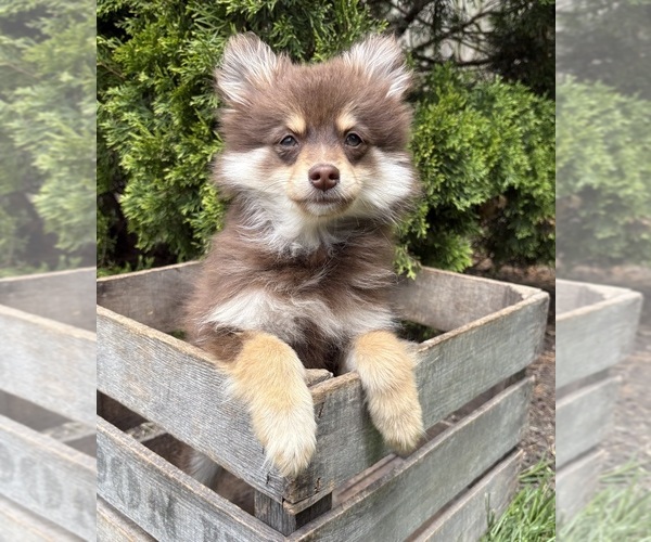 Medium Photo #5 Pomeranian Puppy For Sale in MIDDLEBURY, IN, USA