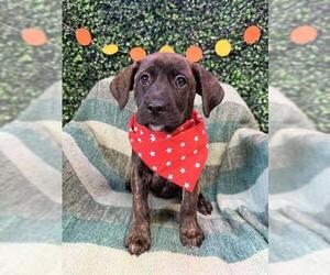 Labrador Retriever-Unknown Mix Dogs for adoption in Corpus Christi, TX, USA