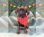 GLISTEN - Female Labrador Retriever-Unknown Mix Dog for Adoption - Small photo